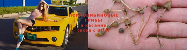 сатива Ельня